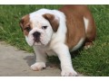 beaux-chiots-bouledogue-anglais-a-vendre-small-0