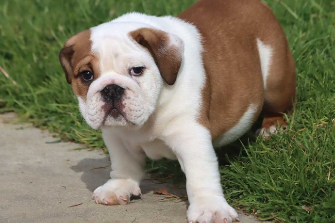 beaux-chiots-bouledogue-anglais-a-vendre-big-0