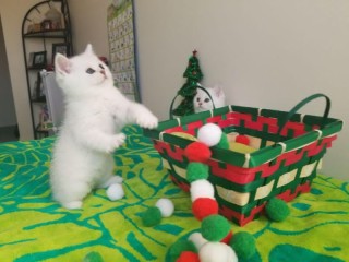 Adorable chaton british shorthair femelle