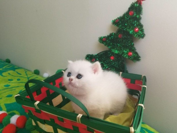 adorable-chaton-british-shorthair-femelle-big-1