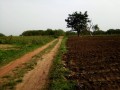 djidja-seto-vente-de-100-hectares-securisee-au-benin-small-4