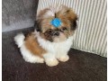 chiots-shih-tzu-a-adopter-a-proximite-small-0