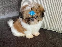 chiots-shih-tzu-a-adopter-a-proximite-big-0