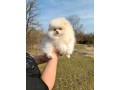 donne-chiot-spitz-nain-blanc-small-0