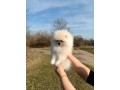 donne-chiot-spitz-nain-blanc-small-1