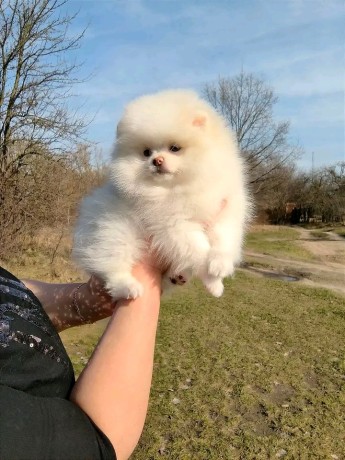 donne-chiot-spitz-nain-blanc-big-0