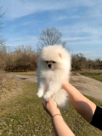 donne-chiot-spitz-nain-blanc-big-1