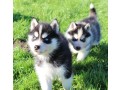 chiot-type-husky-siberien-a-adopter-small-0