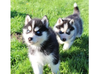 Chiot type husky sibérien à adopter